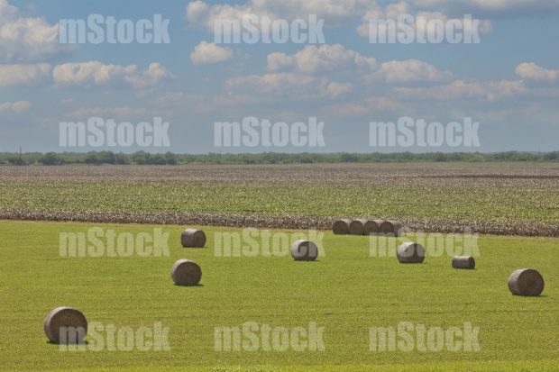 Pacas de Forraje