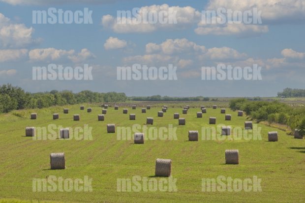 Pacas redondas de heno para ganado
