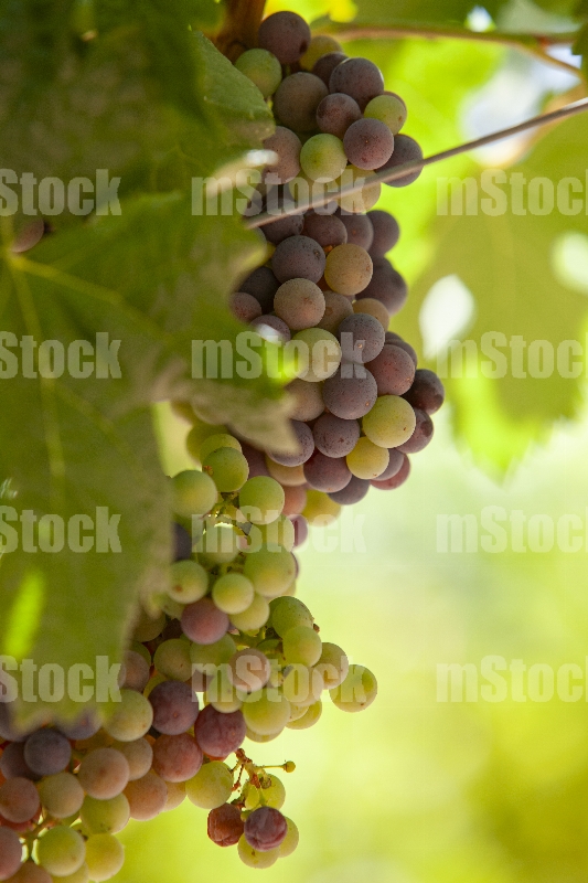 Racimo Uvas en La Vid