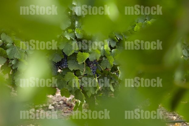 Racimos de Uvas en Vid