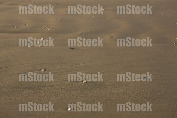 Conchas sobre la arena