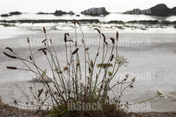 Naturaleza silvestre junto al mar