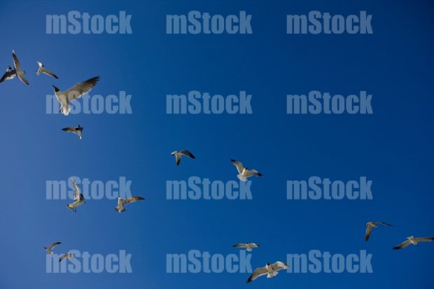 Gaviotas