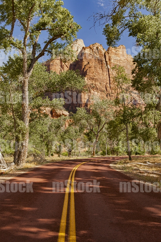 Zion National Park Road