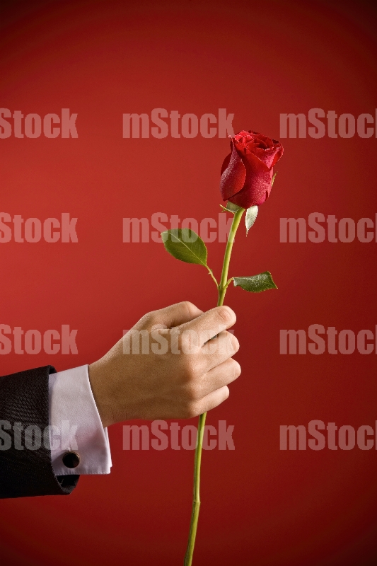 Rosa Roja
