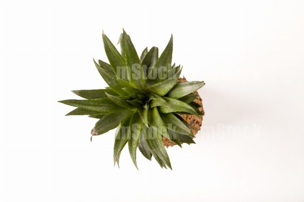 Penacho de Piña