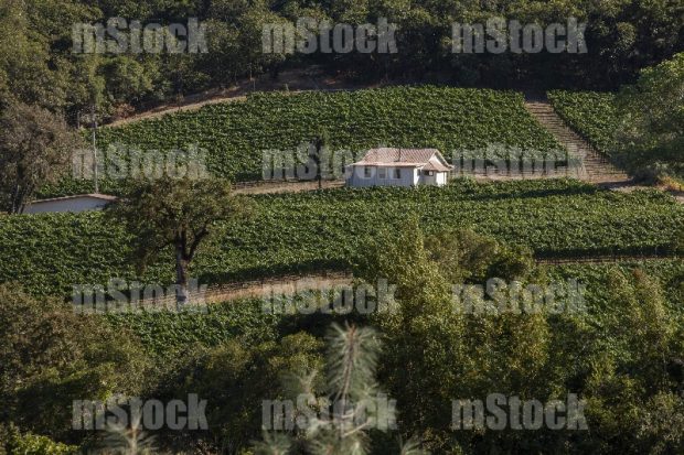 Campo de Viñedos