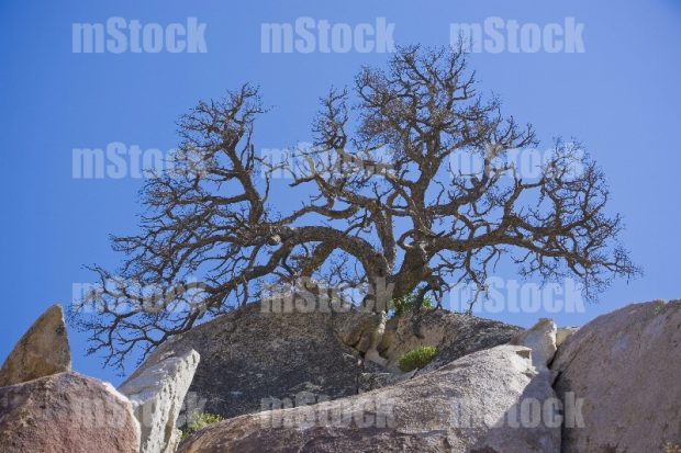 La Rumorosa, Tecate Baja California 20