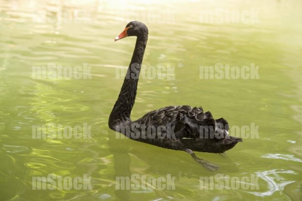 Cisne negro ave exótica