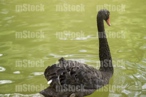Cisne negro ave