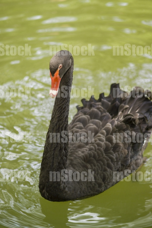Cisne negro