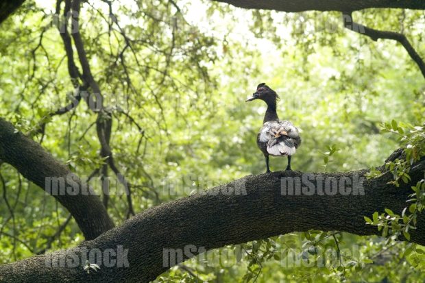 Pato Almizclero Negro